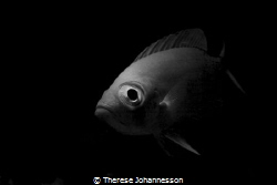 Bigeye at house reef Marsa Shagra, Egypt. by Therese Johannesson 